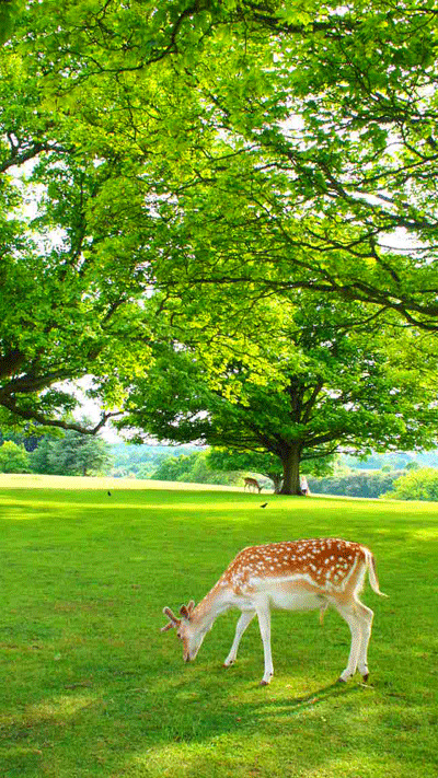 knowle mansion in kent