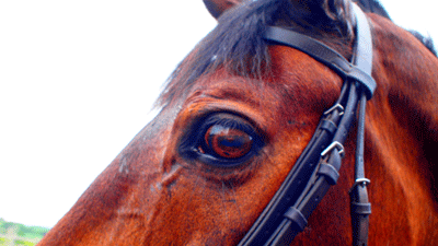 horse surrey