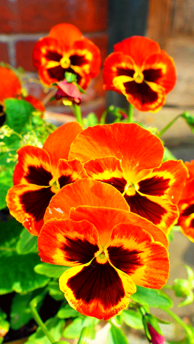 surrey flowers