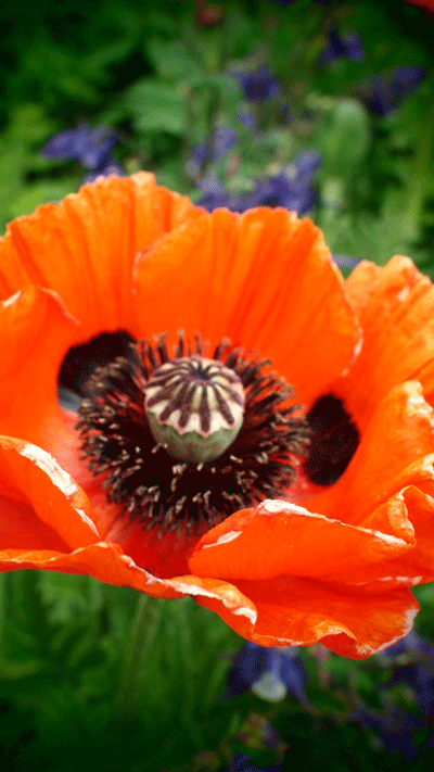 poppies surrey