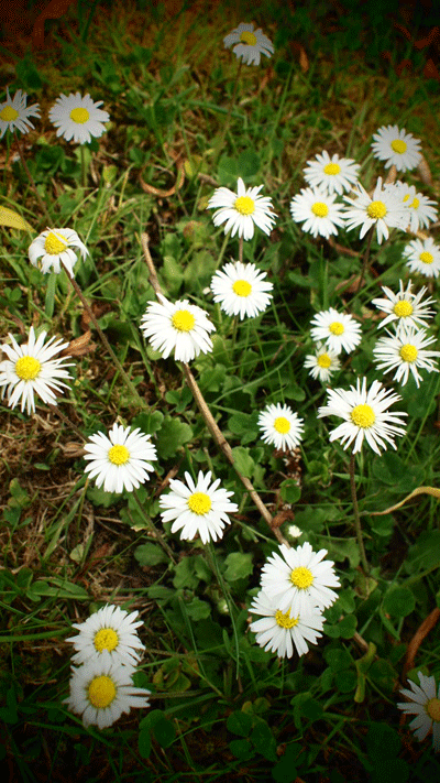 flowers spring