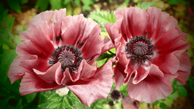 flowers spring