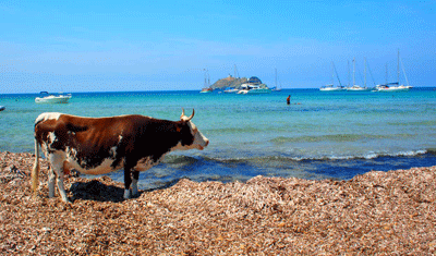Corsica