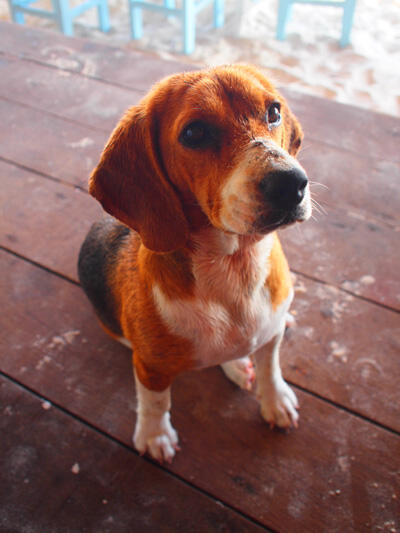 Alang's Rawa beagle