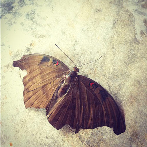 the-dusun-5