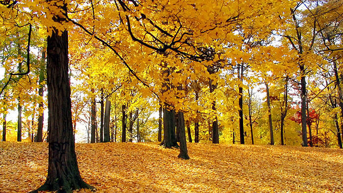 aa-Autumn-trees