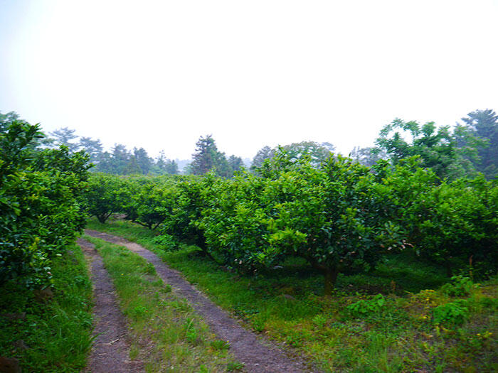 jeju-citrus-b&b-airbnb-8