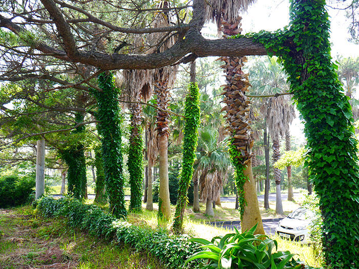 jeju-korea-3-trees